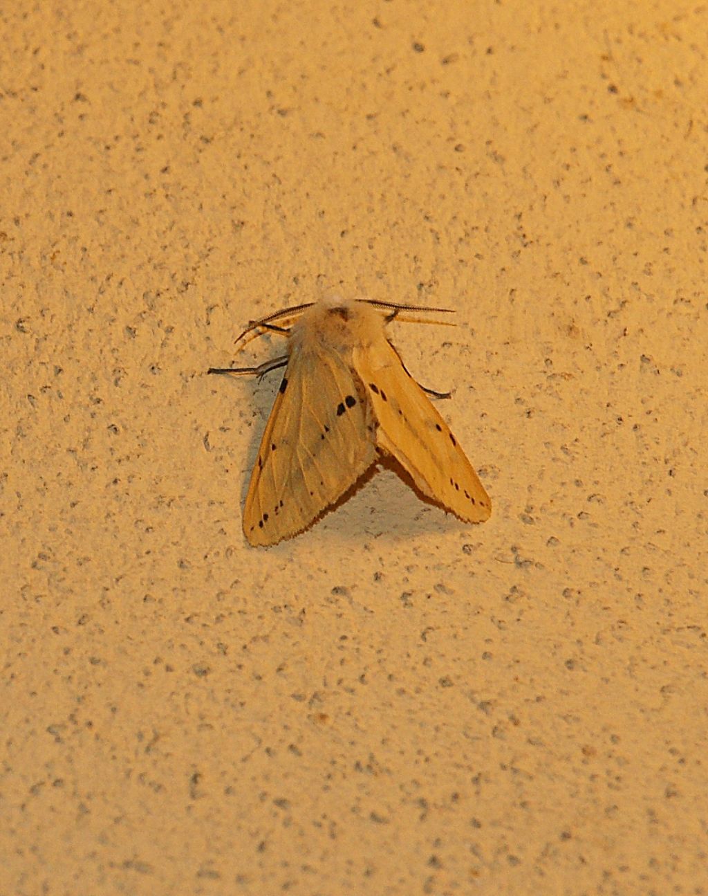 Erebidae ?.... S.... Spilosoma luteum (Erebidae Arctiinae)