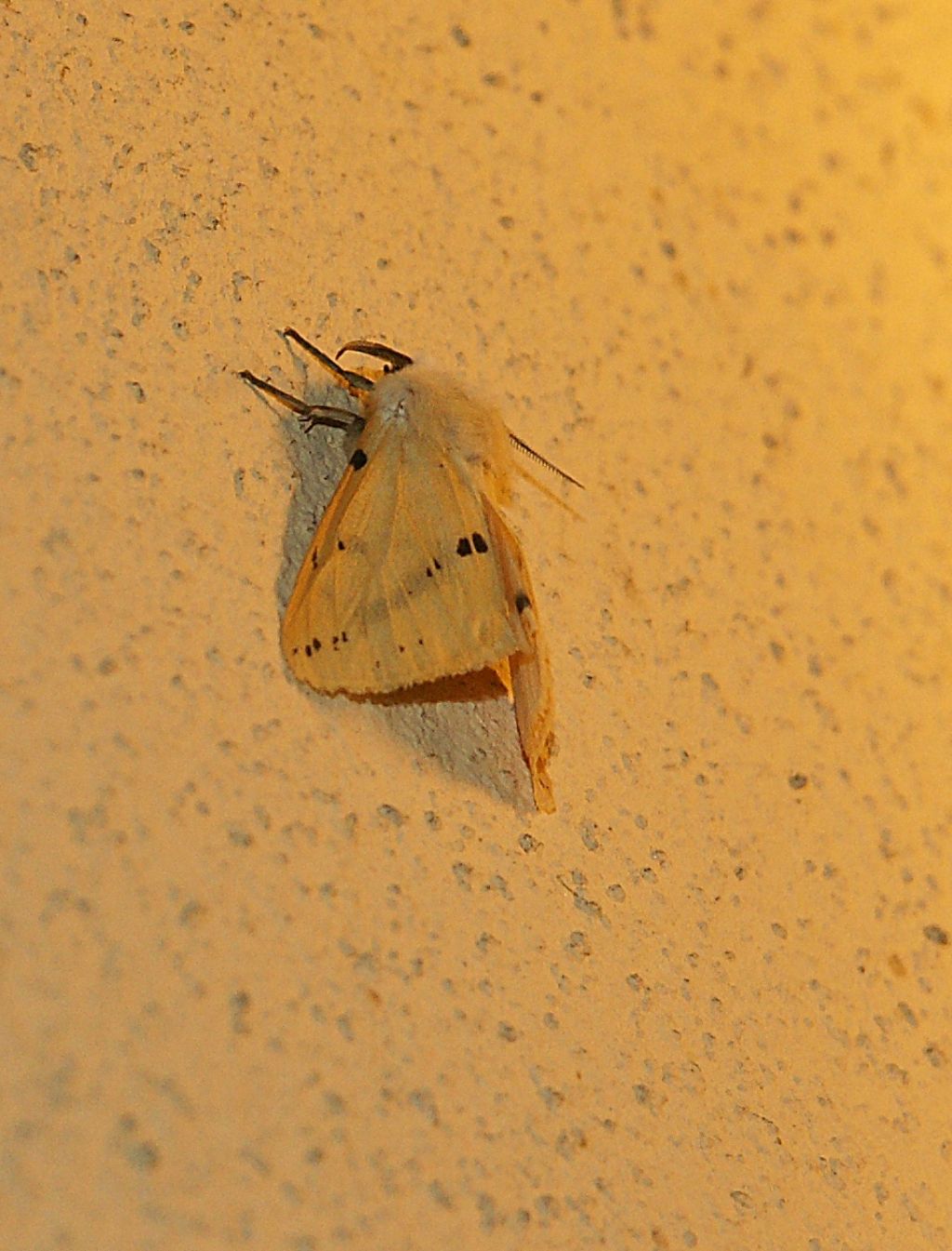 Erebidae ?.... S.... Spilosoma luteum (Erebidae Arctiinae)