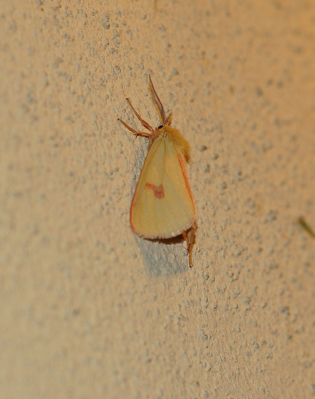 Lasiocampidae?  No, Erebidae Arctiinae: Diacrisia sannio, maschio