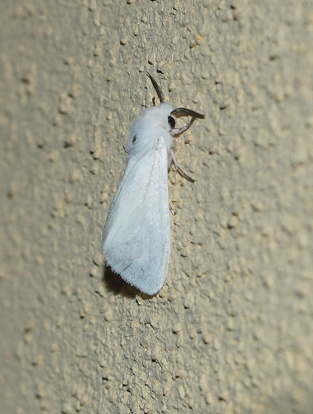 erebidae?