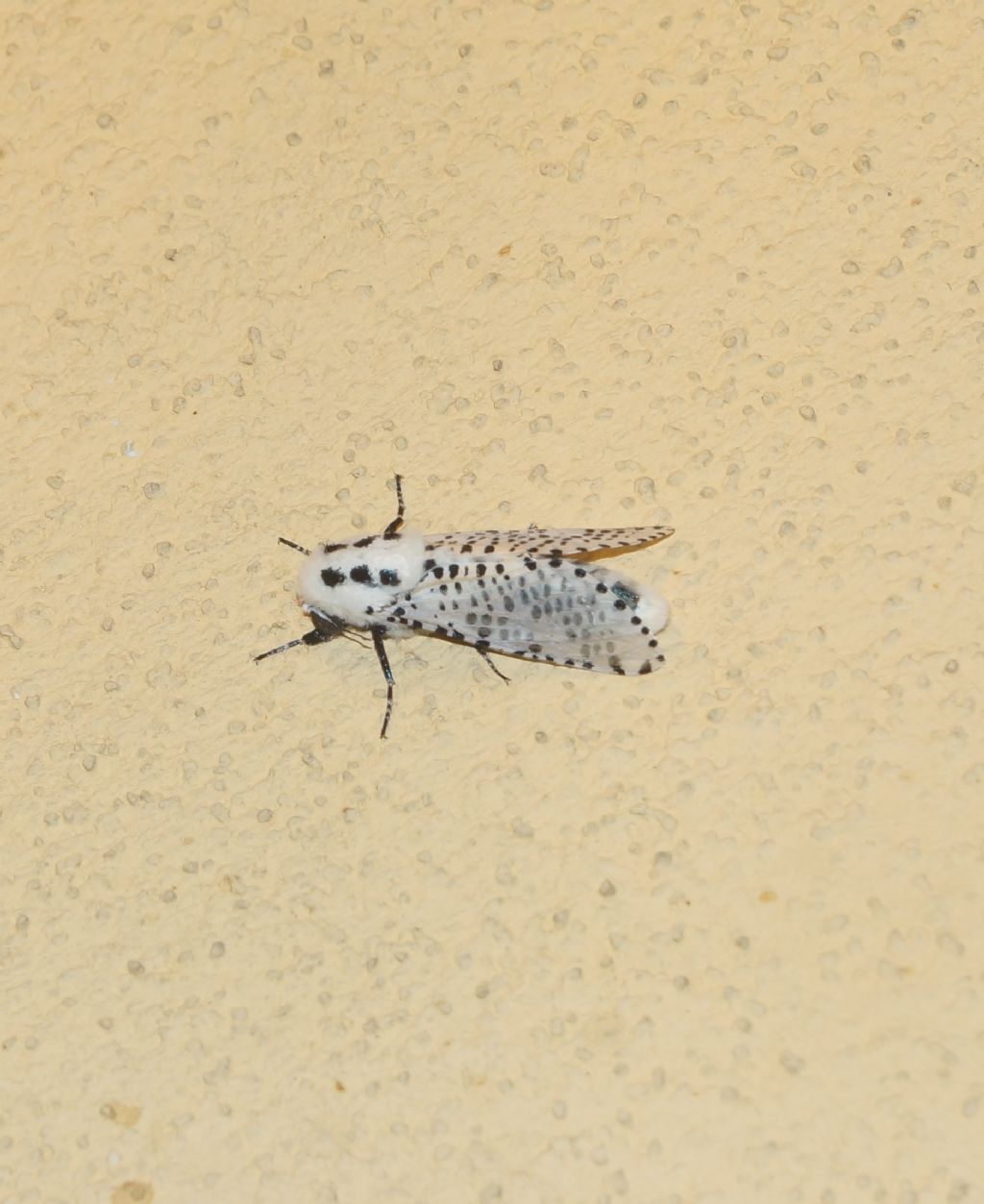 Altra falena da id: Zeuzera pyrina - Cossidae