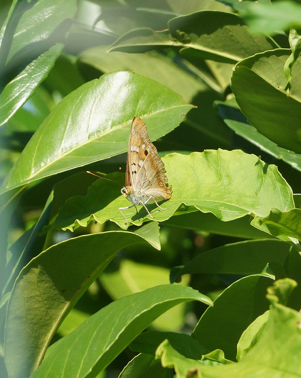 Apatura ilia? S
