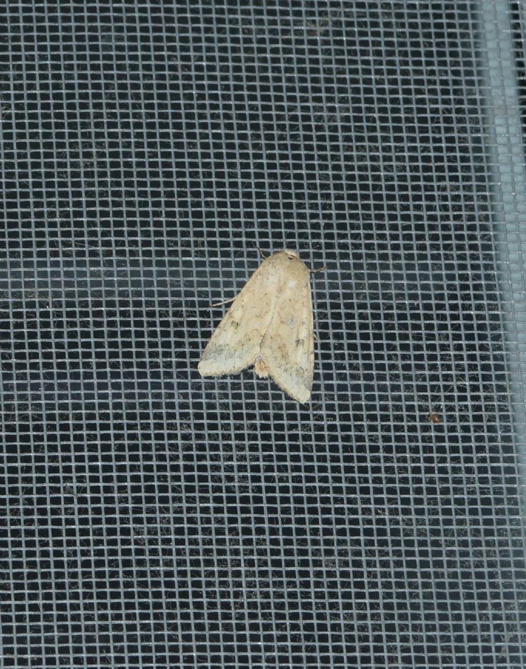 Falena da id: Helicoverpa armigera - Noctuidae