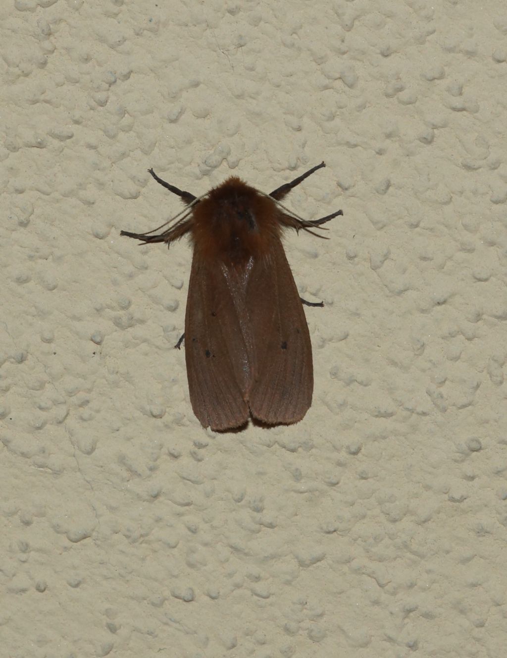 noctuidae ?