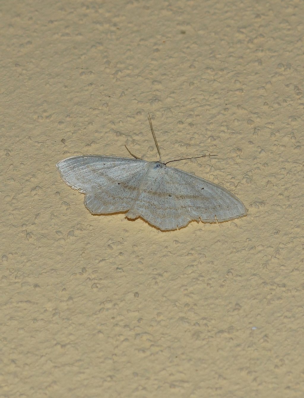Geometridae: Scopula nigropunctata (cfr.)
