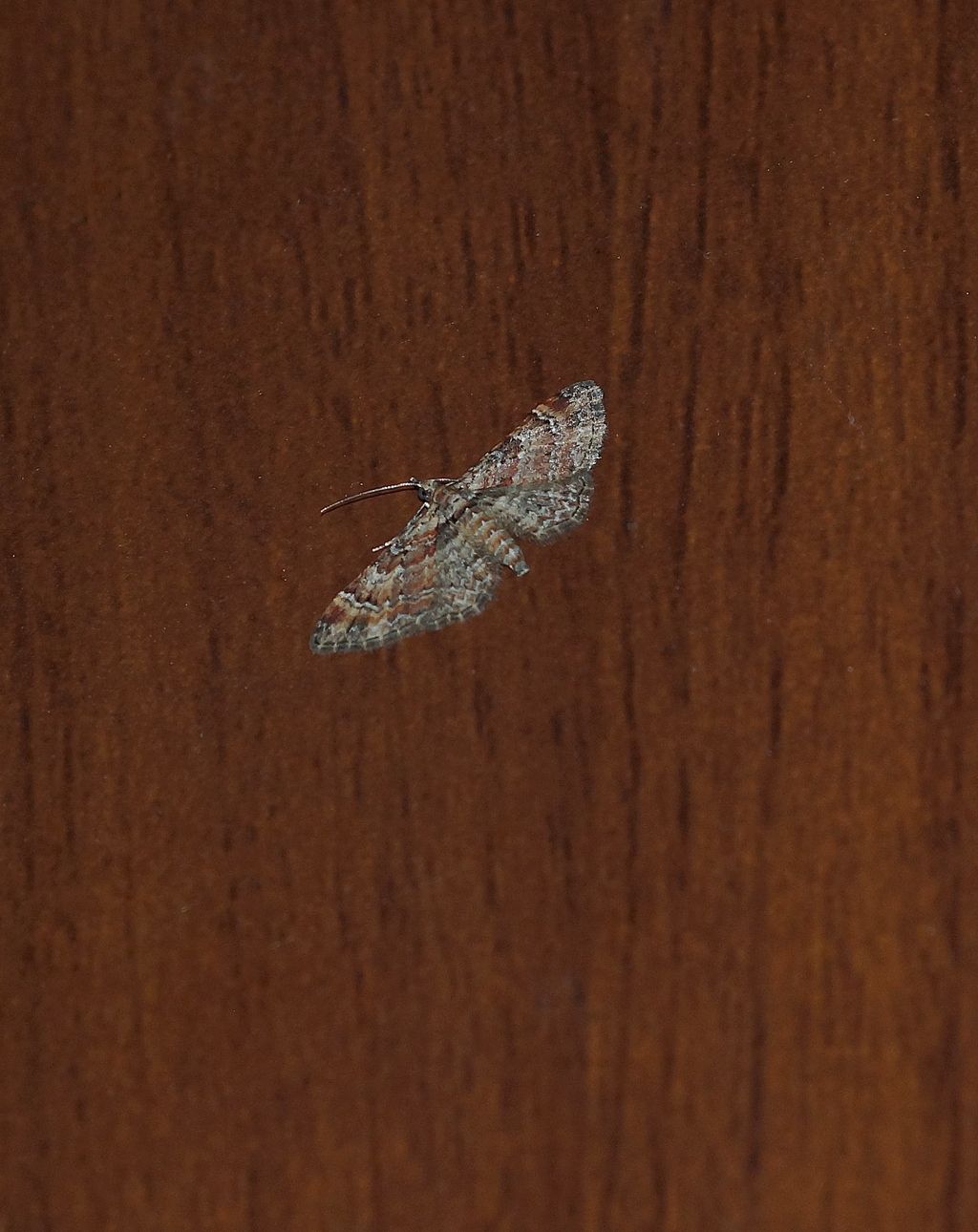 id geometridae