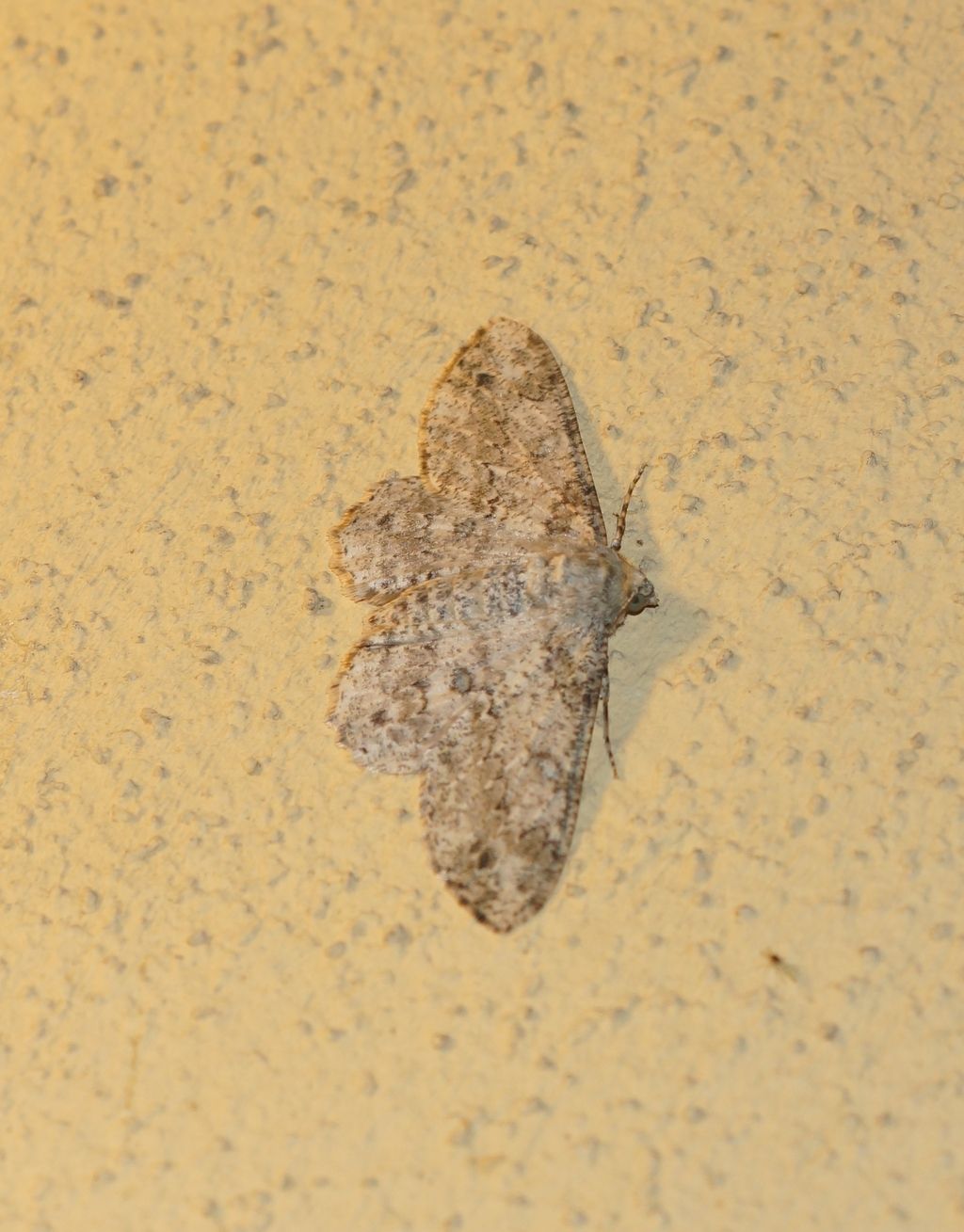 id geometridae