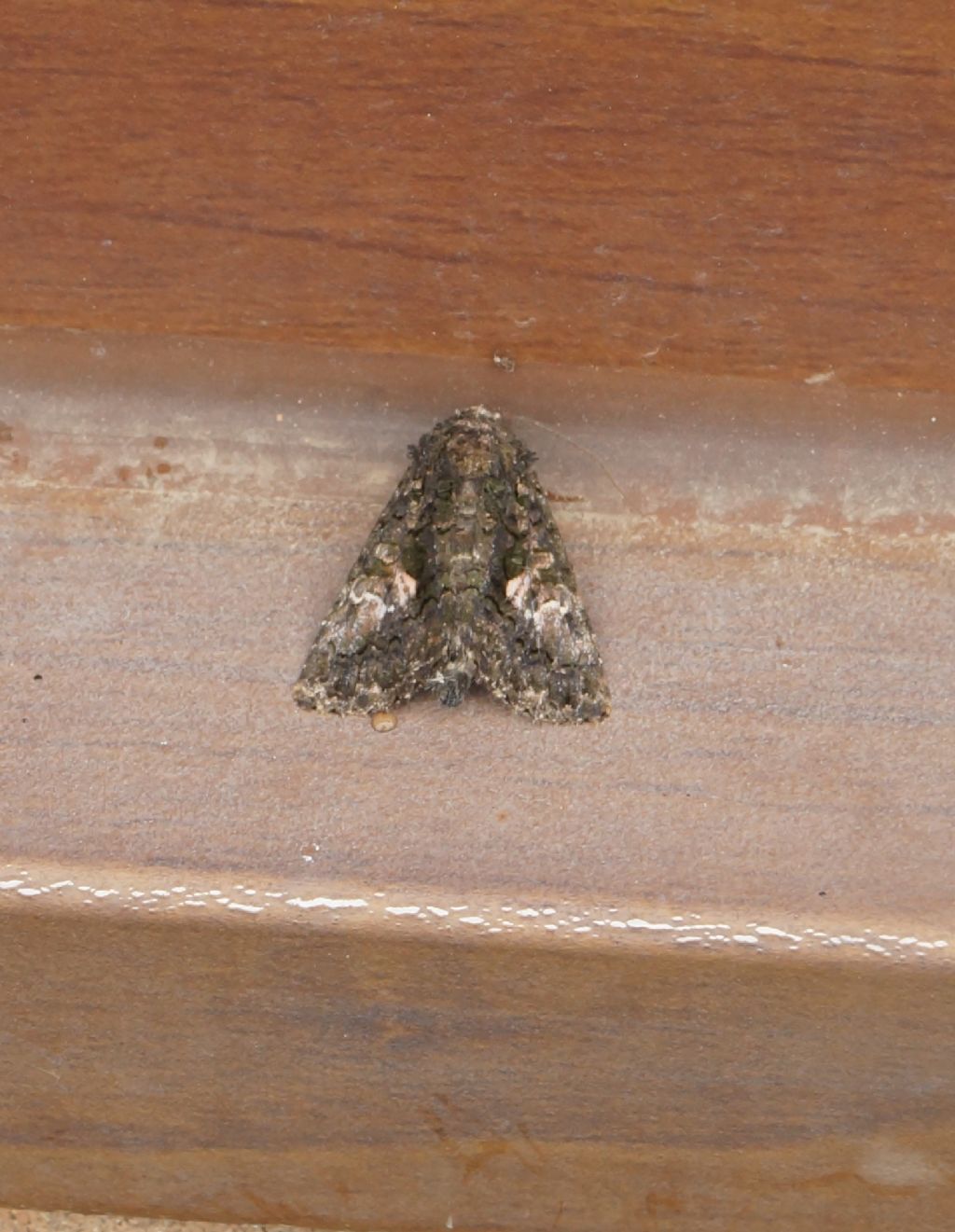 Noctuidae? S, Aedia leucomelas
