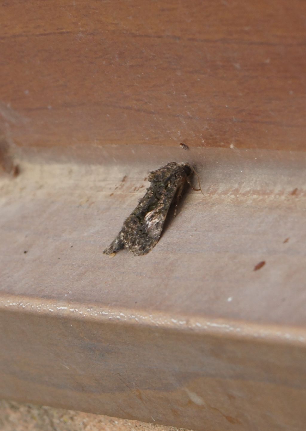 Noctuidae? S, Aedia leucomelas