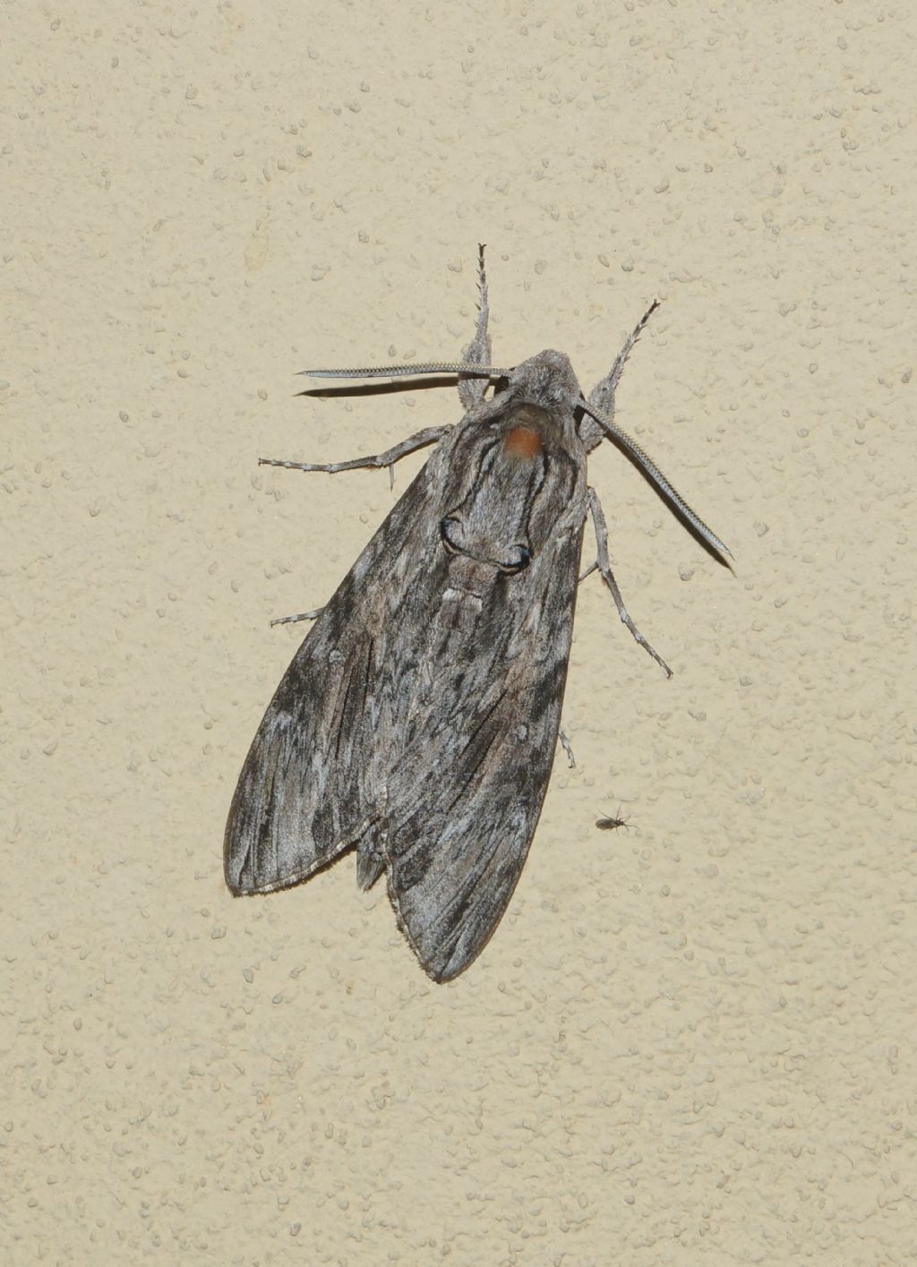 Acherontia atrops. No, Agrius convolvuli - Sphingidae