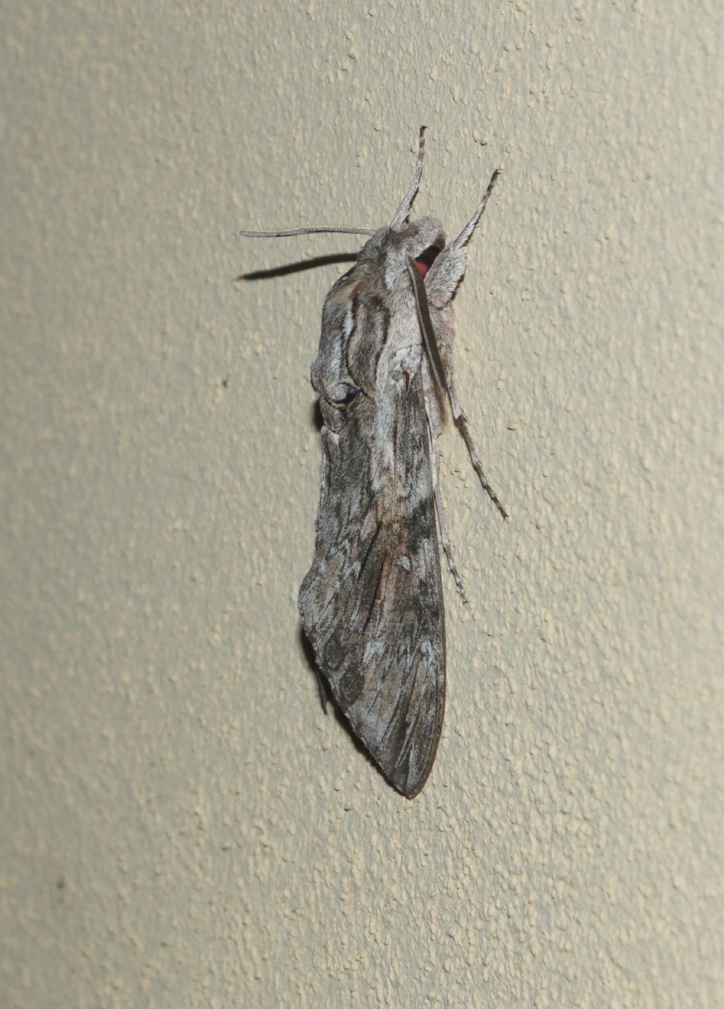 Acherontia atrops. No, Agrius convolvuli - Sphingidae