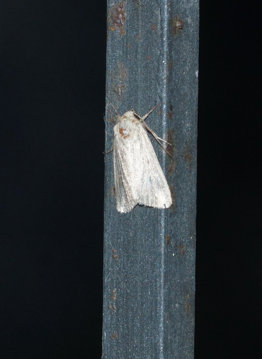 Noctuidae? S, Mythimna sp.