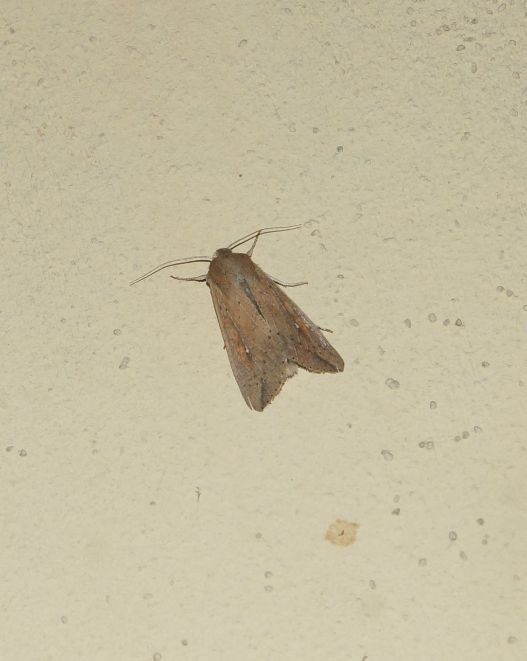 Falena da id: Mythimna unipuncta - Noctuidae