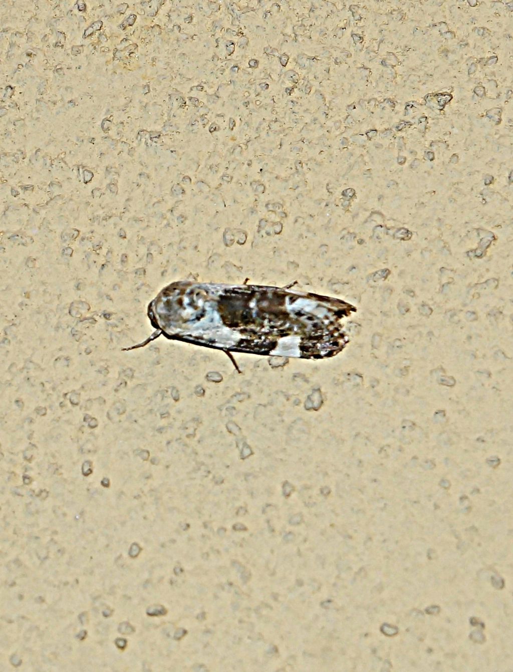 Tortricidae? No, Noctuidae: Acontia lucida