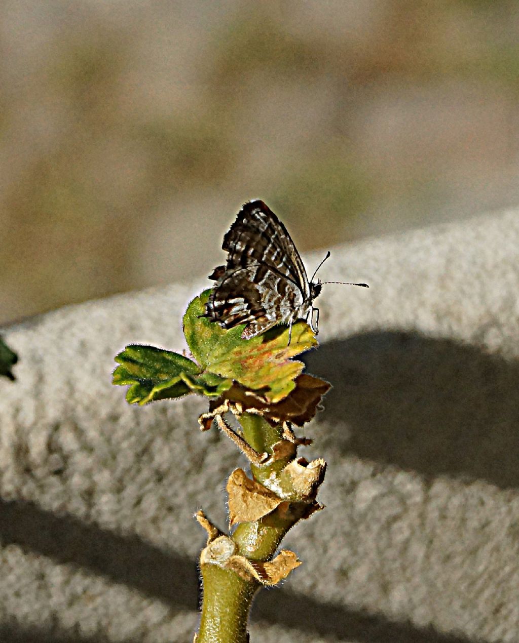 Cacyreus marshalli - Lycaenidae