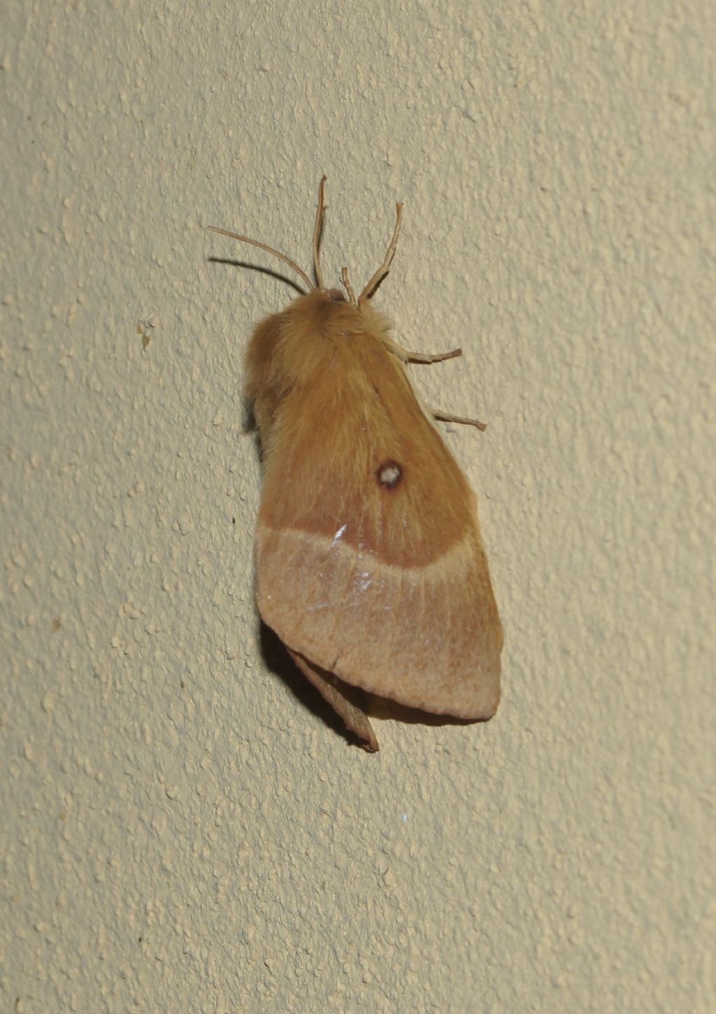 Lasiocampa quercus, femmina - Lasiocampidae