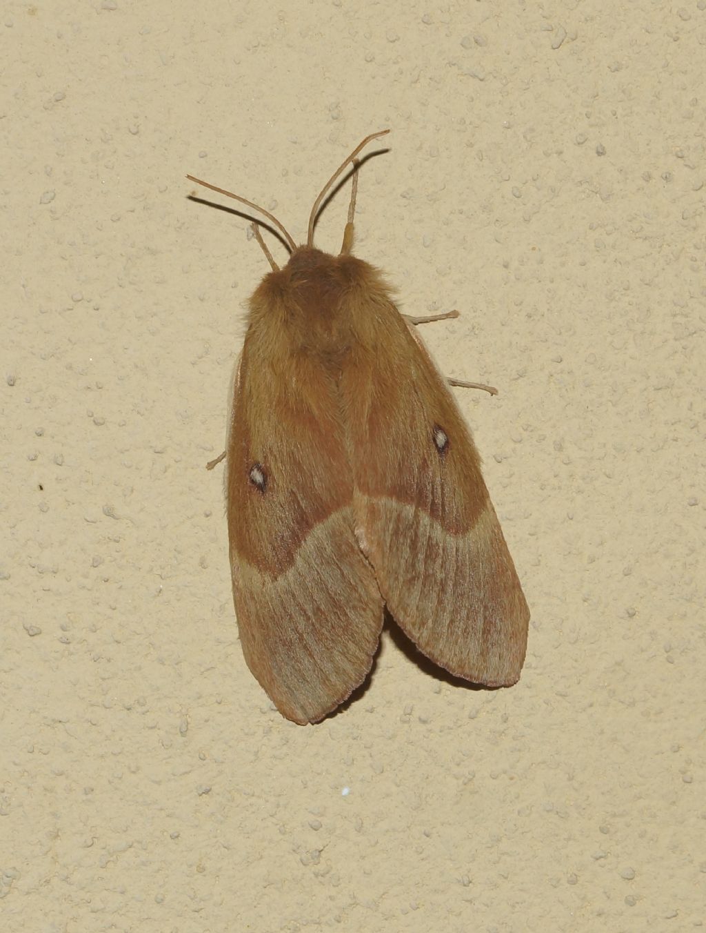 Lasiocampa quercus, femmina - Lasiocampidae