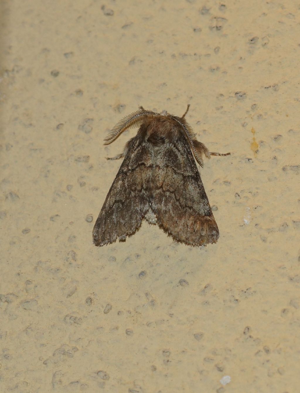 noctuidae