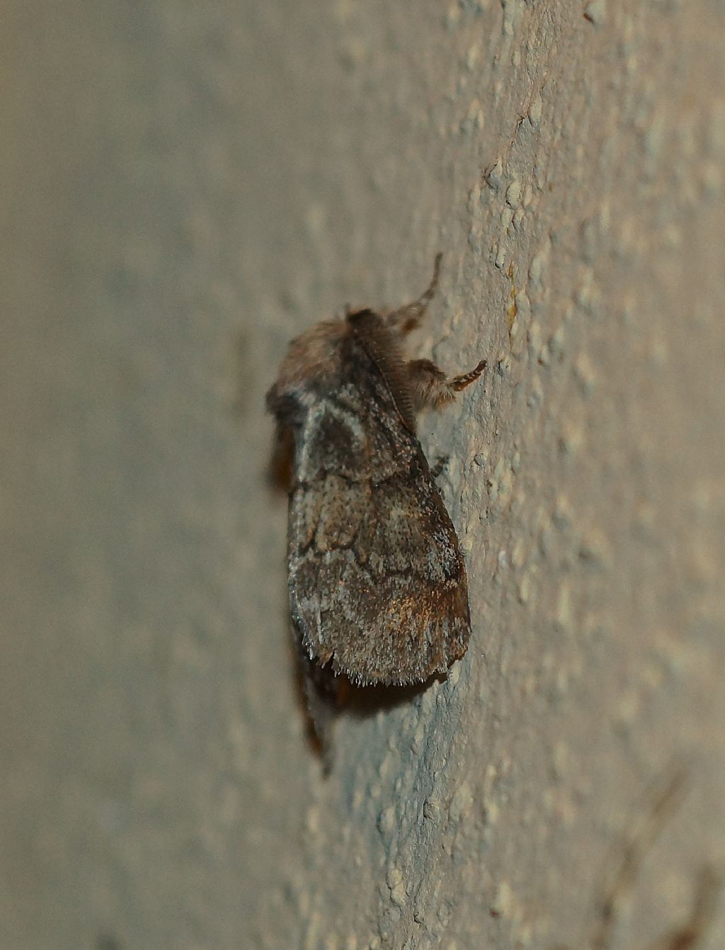 noctuidae