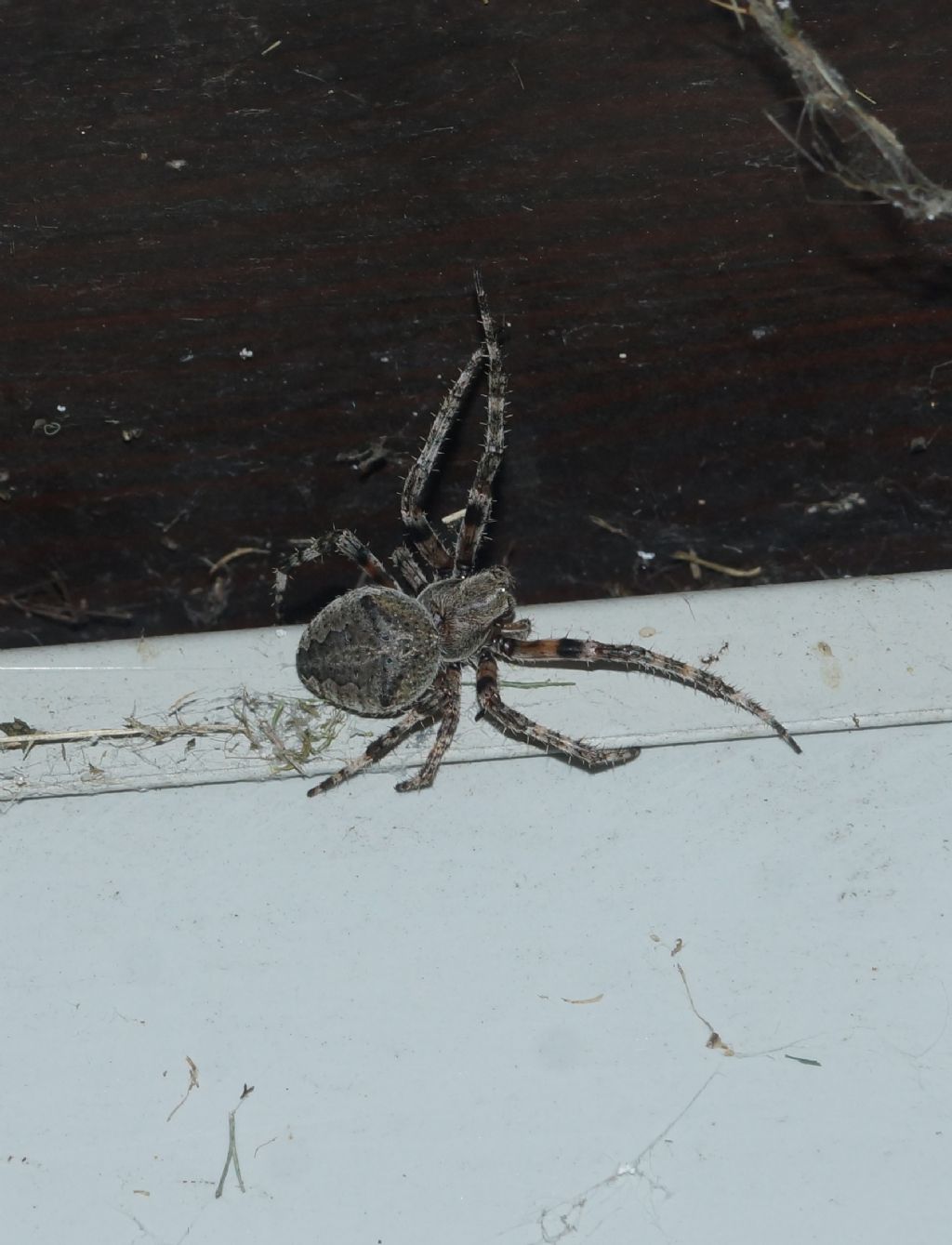 Araneus cfr. circe - Ostiglia (MN)