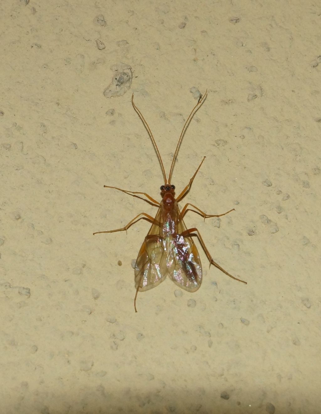 Ichneumonidae: Netelia sp. da confermare