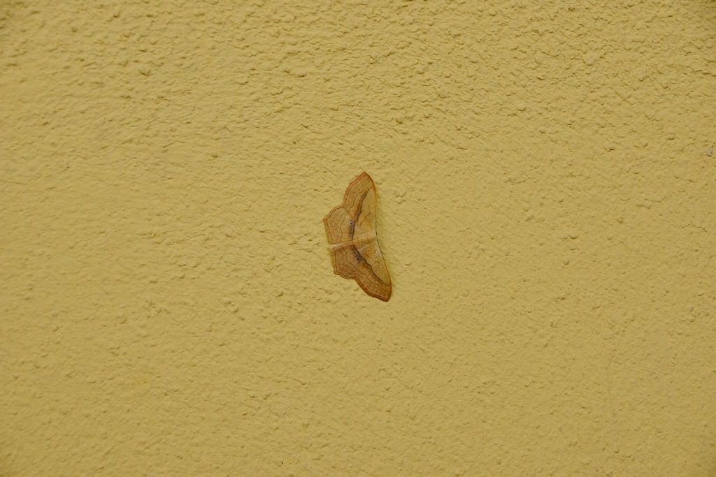 falena - Scopula (Calothysanis) imitaria