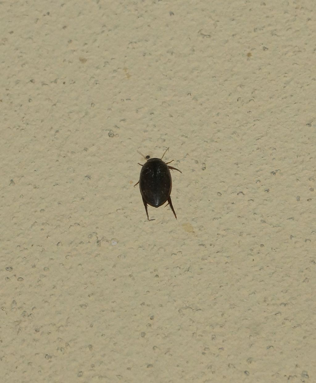 Dytiscidae da id