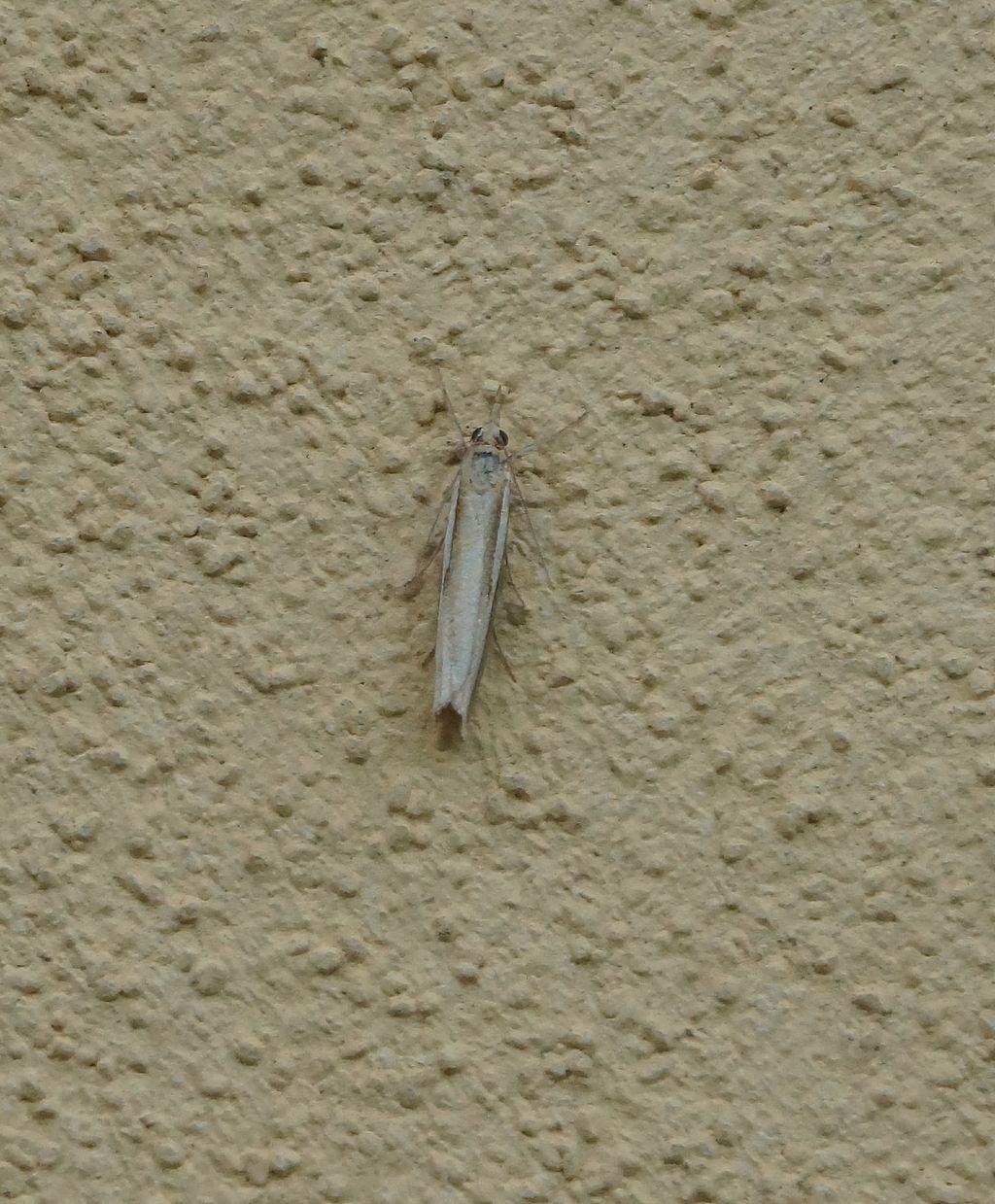 Agriphila tristella (Crambidae)