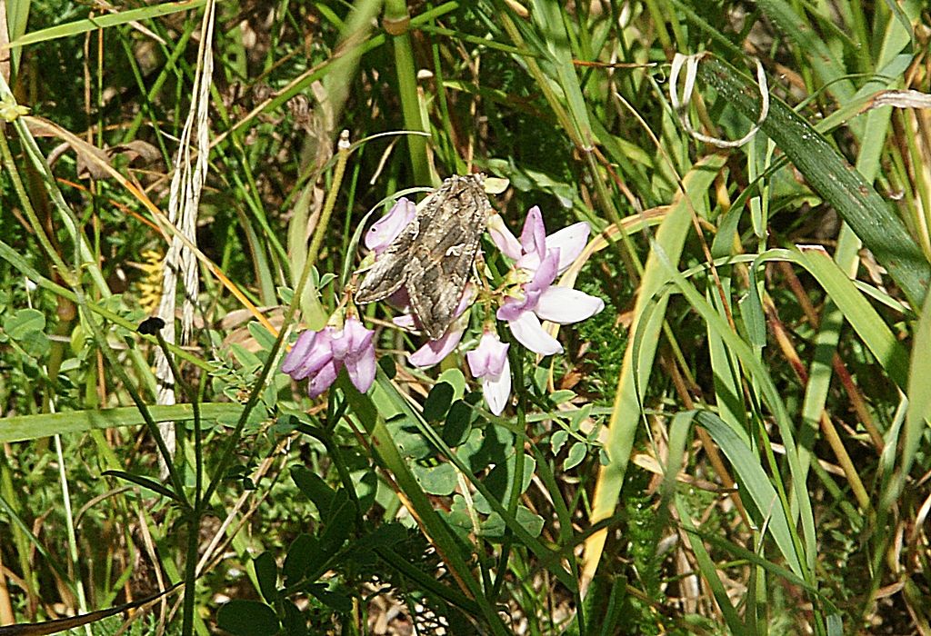 Noctuidae: Autographa gamma