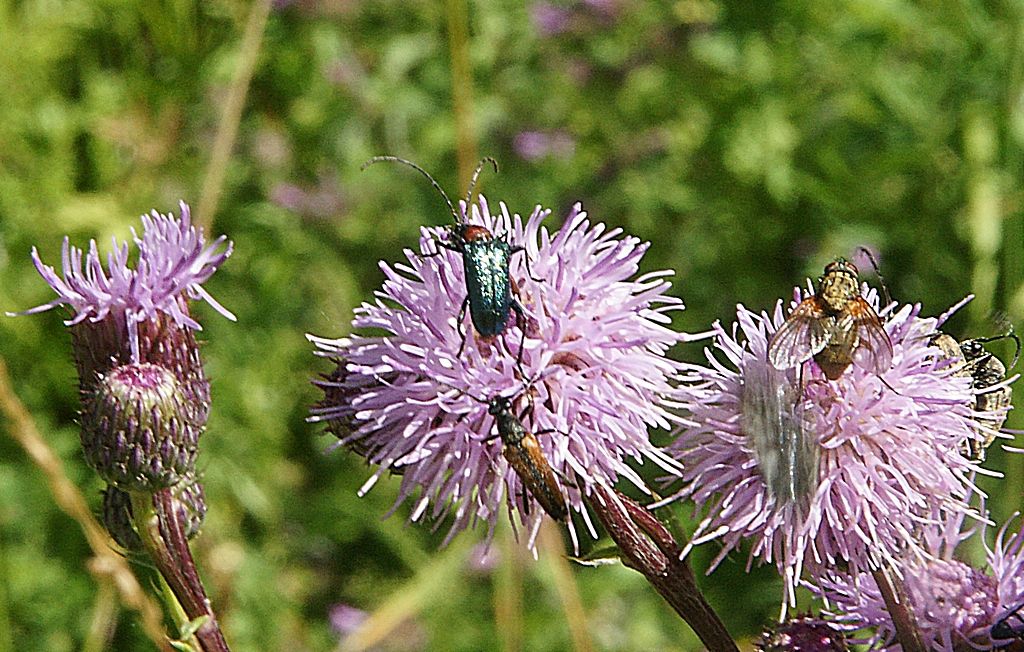 Cerambycidae: cerambicidi: Gaurotes virginea thalassina e Stenurella melanura