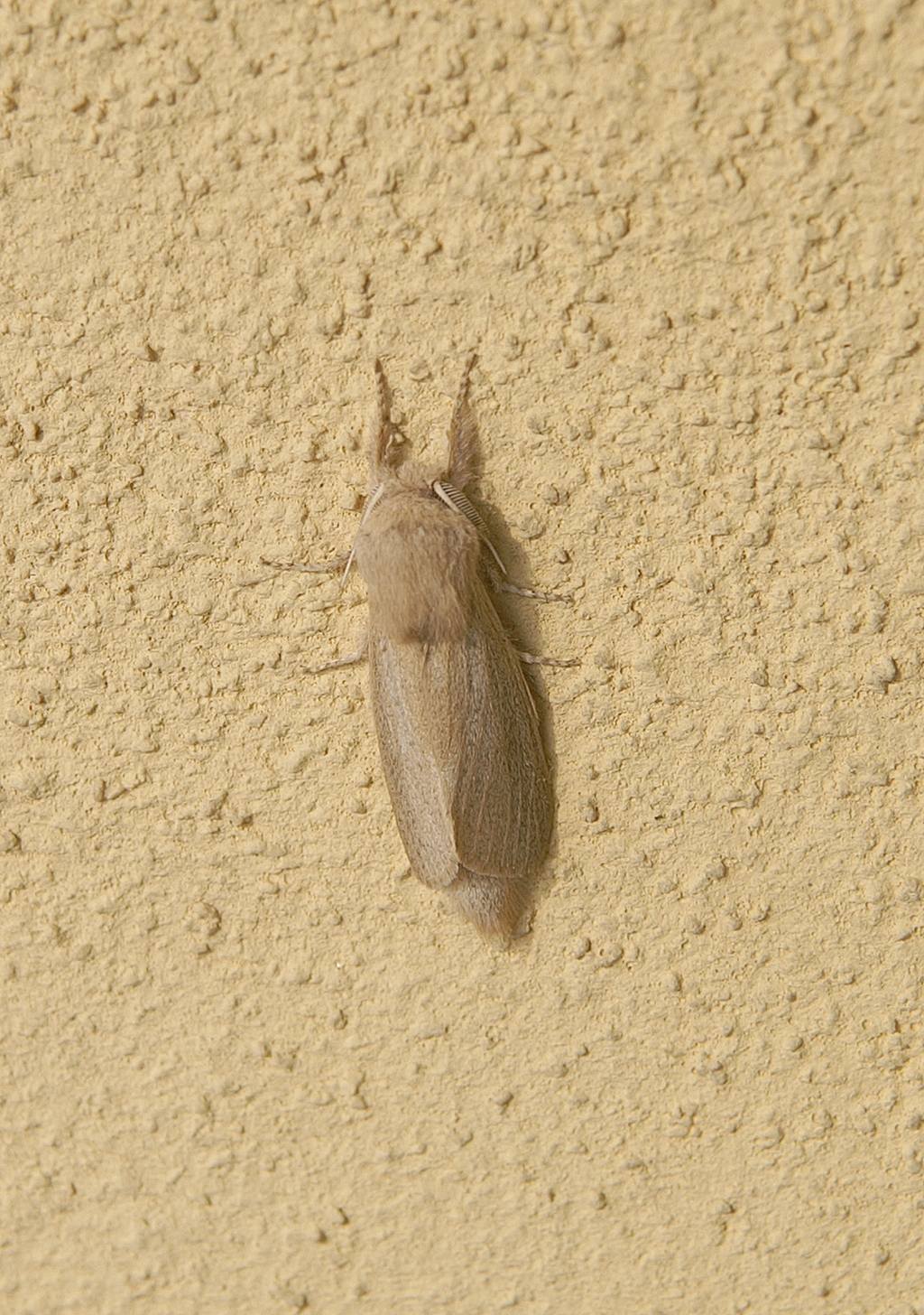 Phragmataecia castaneae - Cossidae