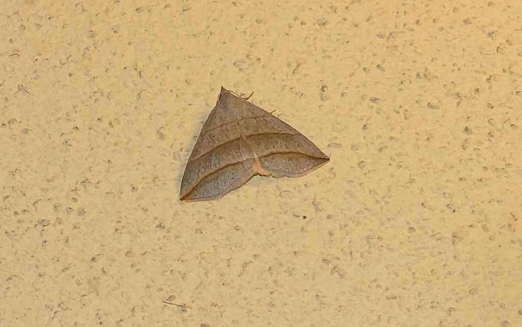 Geometridae ? No, Erebidae: Colobochyla salicalis