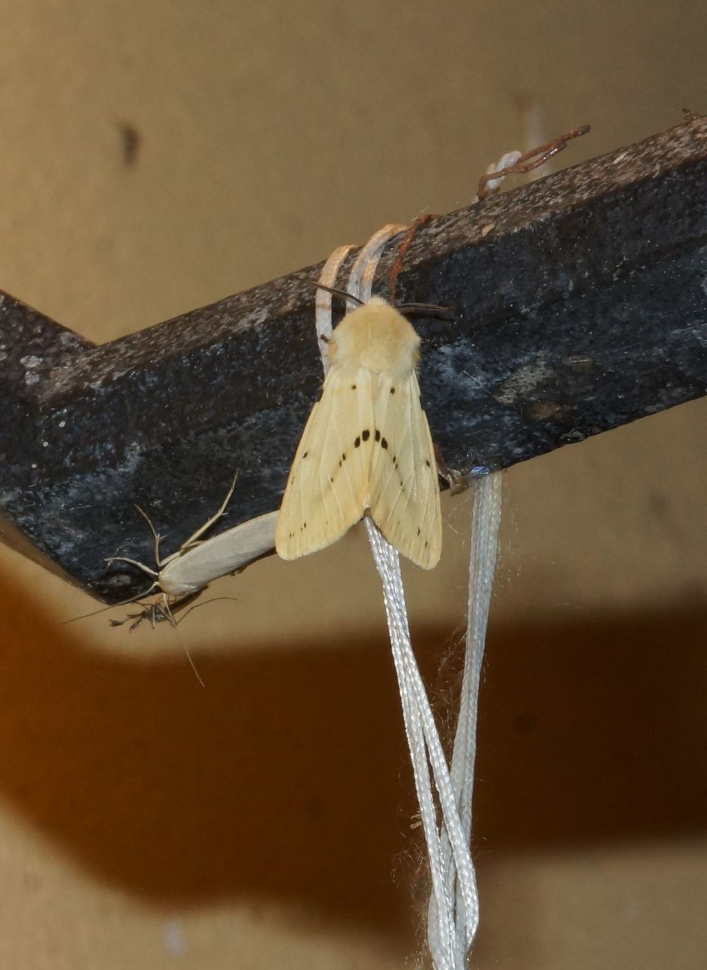Erebidae?  Spilosoma luteum (Erebidae Arctiinae)