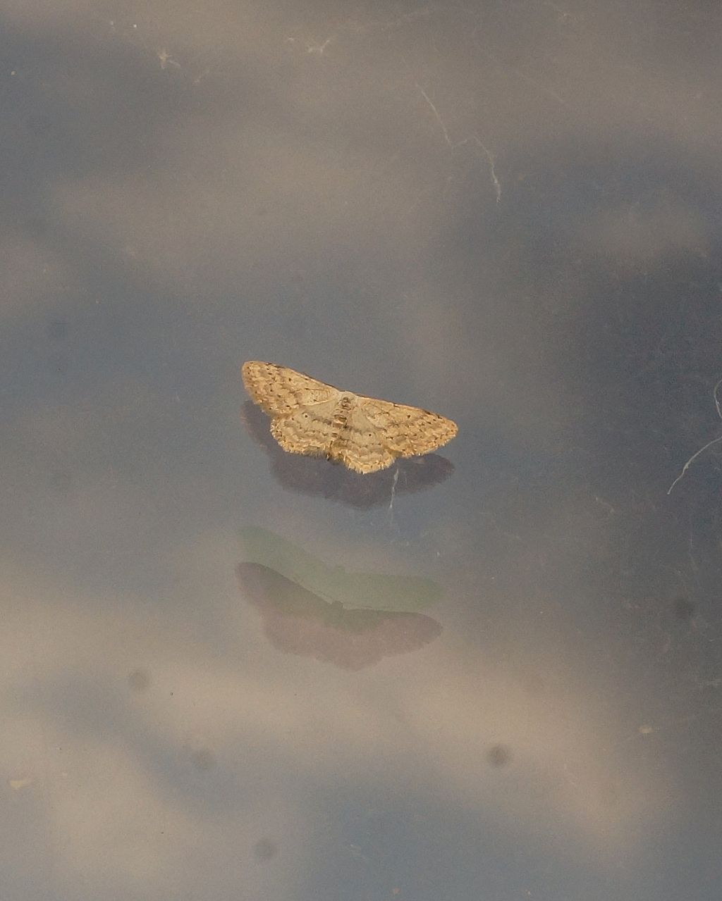 Geometridae ? S, Idaea seriata