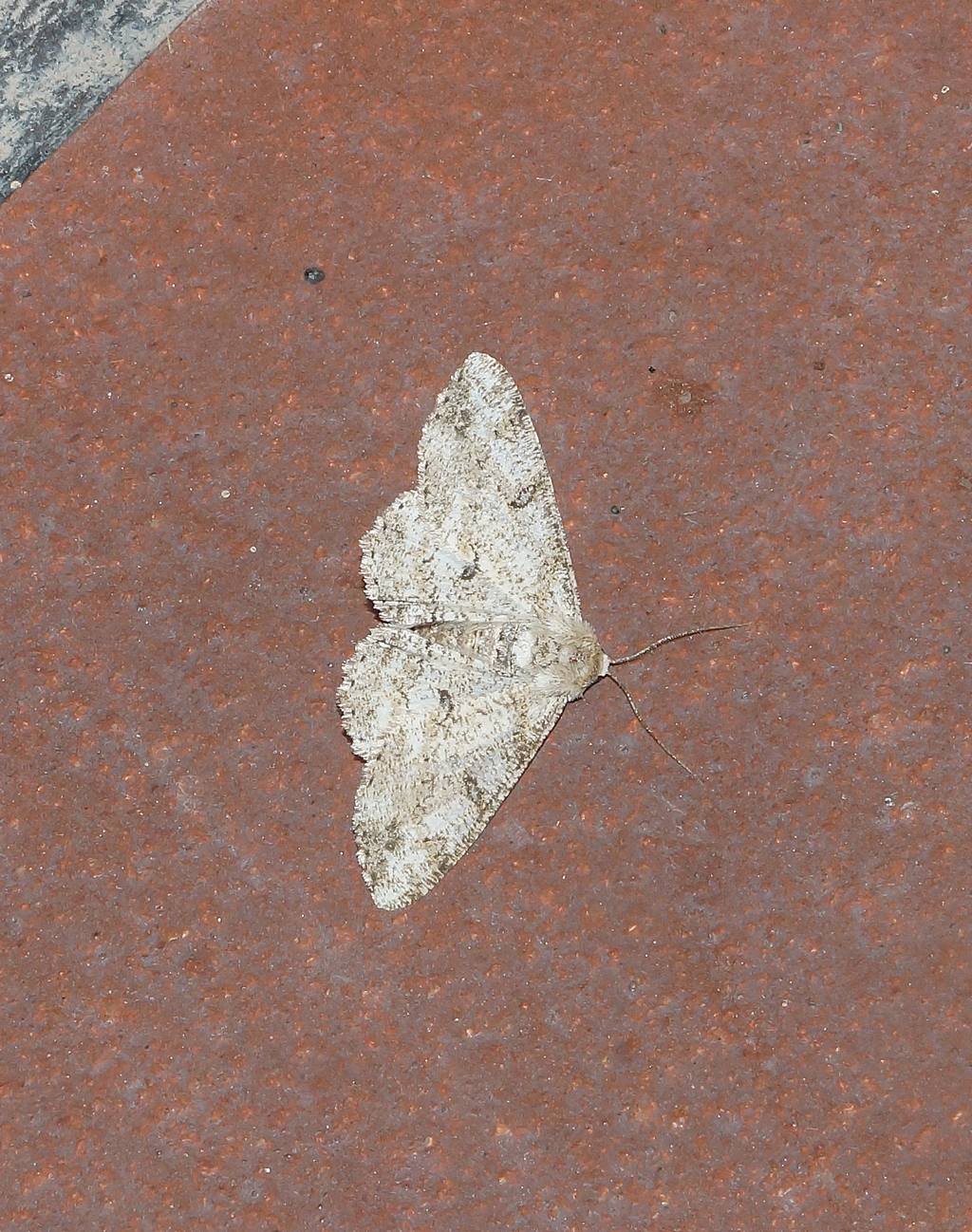 Geometridae ? Ascotis selenaria da confermare