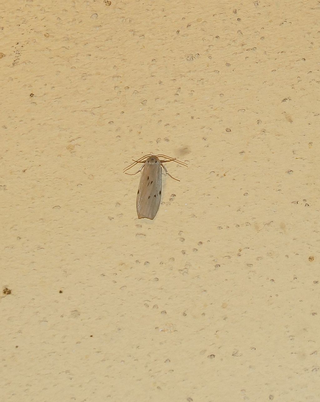 Pelosia muscerda (Erebidae)
