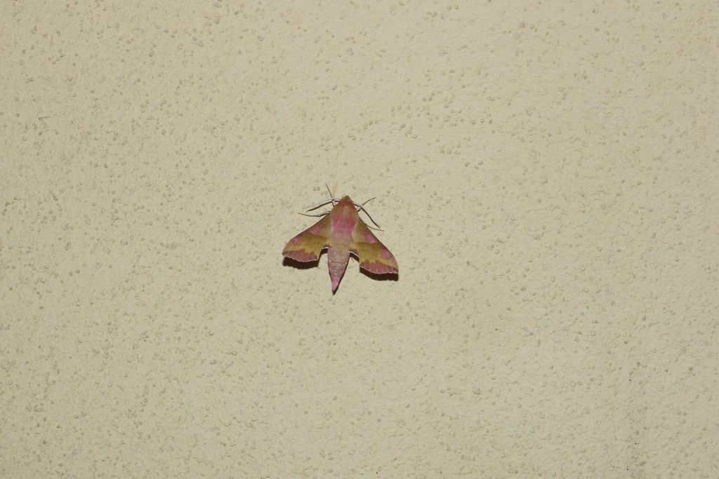 Sphingidae? S, Deilephila porcellus
