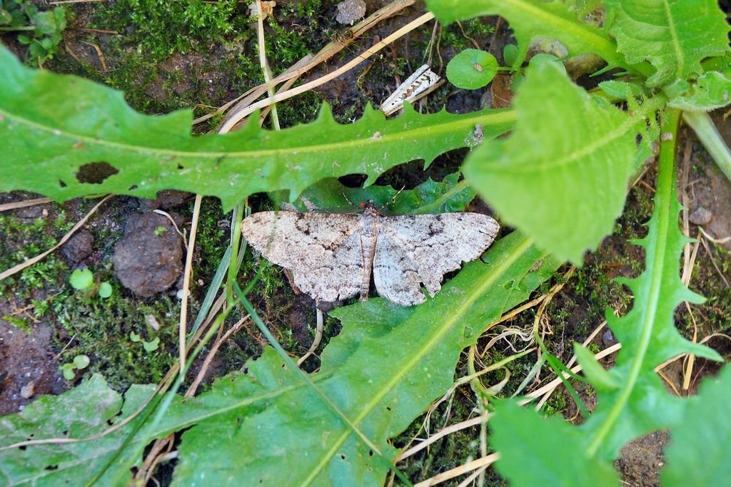 geometridae da id - Peribatodes rhomboidaria