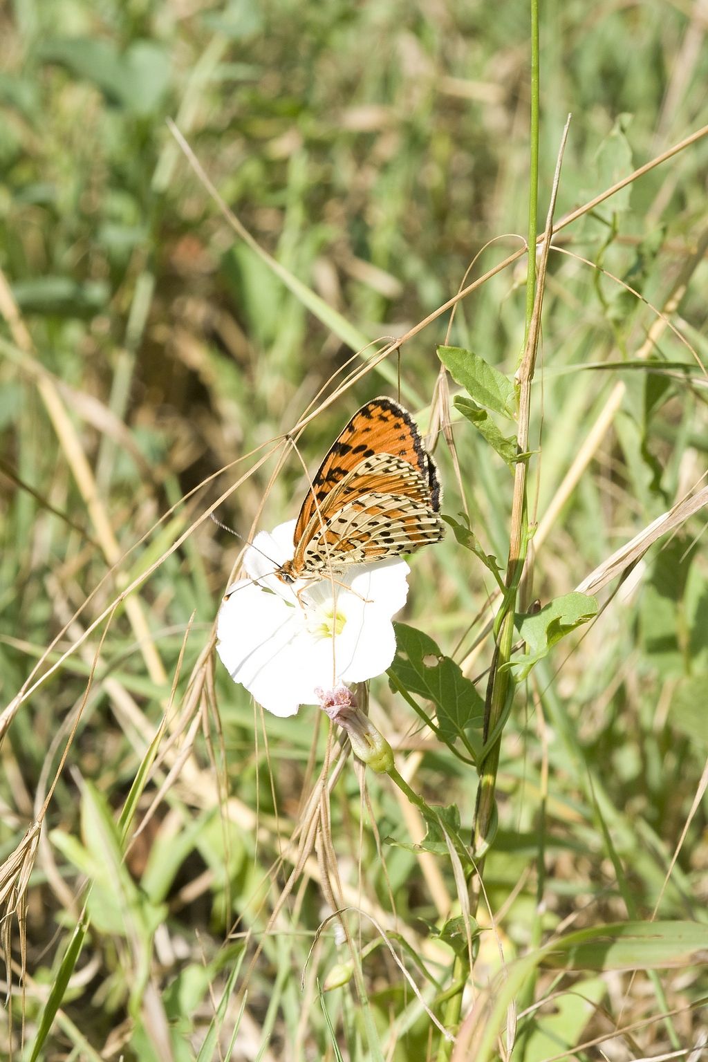 farfallina da id - Melitaea didyma