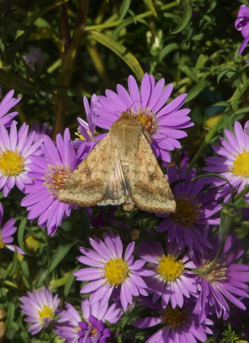 altra falena da id - Helicoverpa armigera