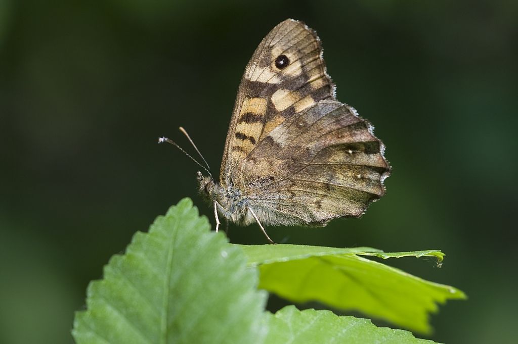 ninfalidae? - Pararge aegeria