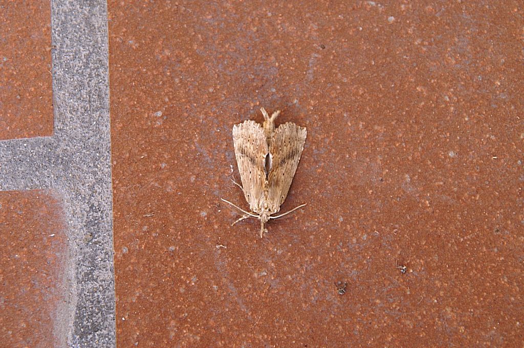 falena da id - Pterostoma palpina