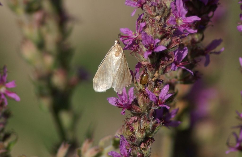 falena da id 2 - Sitochroa sp.
