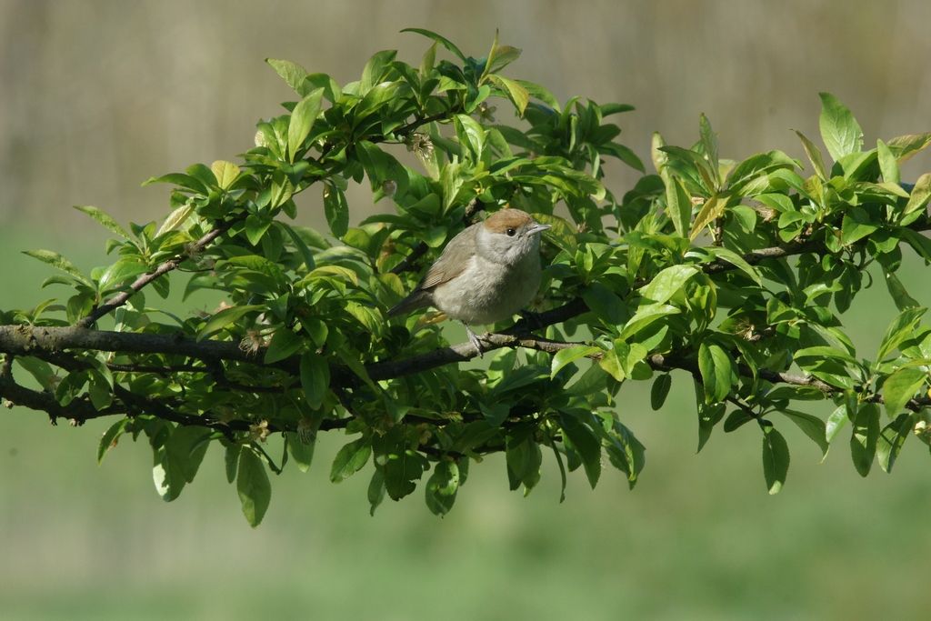 Capinera (Sylvia atricapilla), femmina