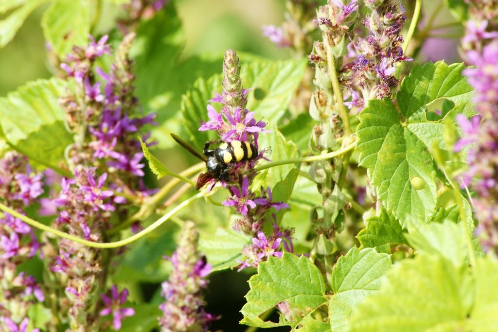 imenottero da id: Colpa sexmaculata ? S.