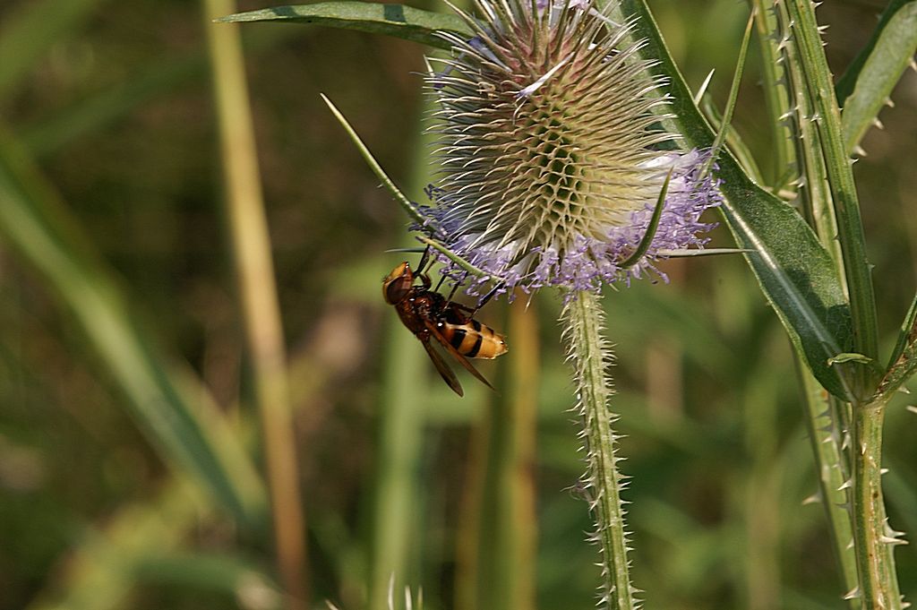 imenottero ?   No, Dittero: Volucella zonaria (Syrphidae), femmina