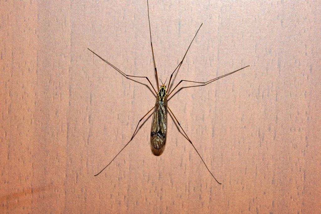 Tipulidae:  Nephrotoma sp.