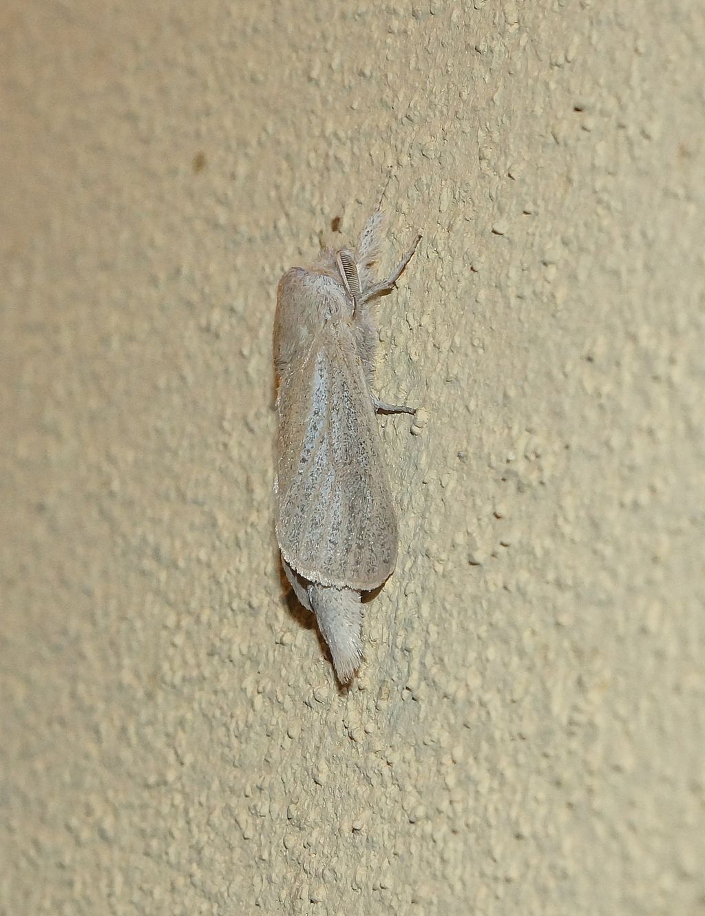 Phragmataecia castaneae (Cossidae), maschio