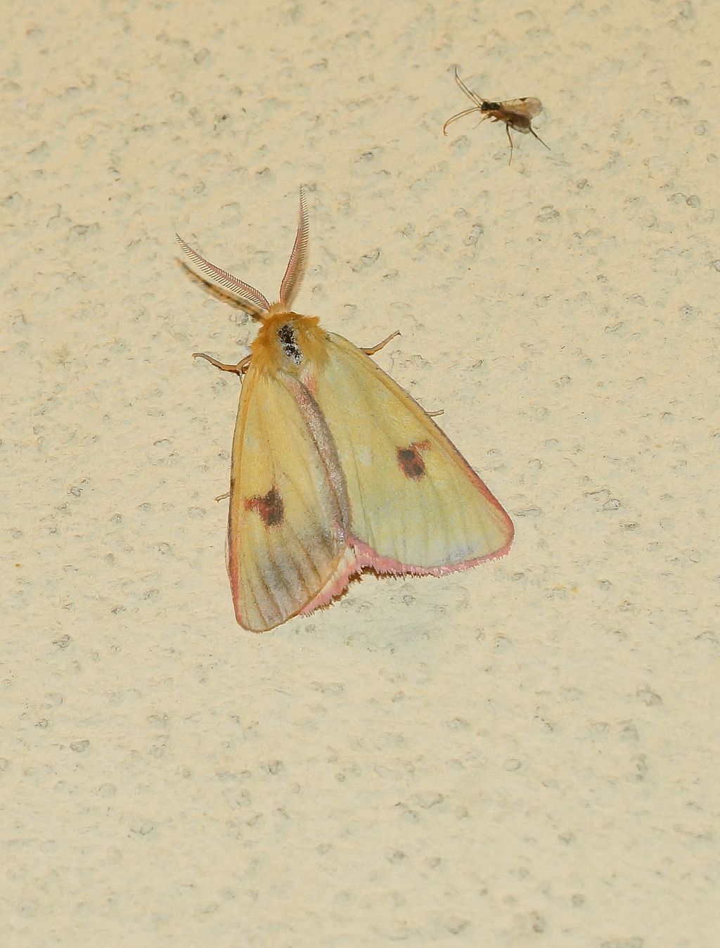 Diacrisia sannio (Erebidae Arctiinae)