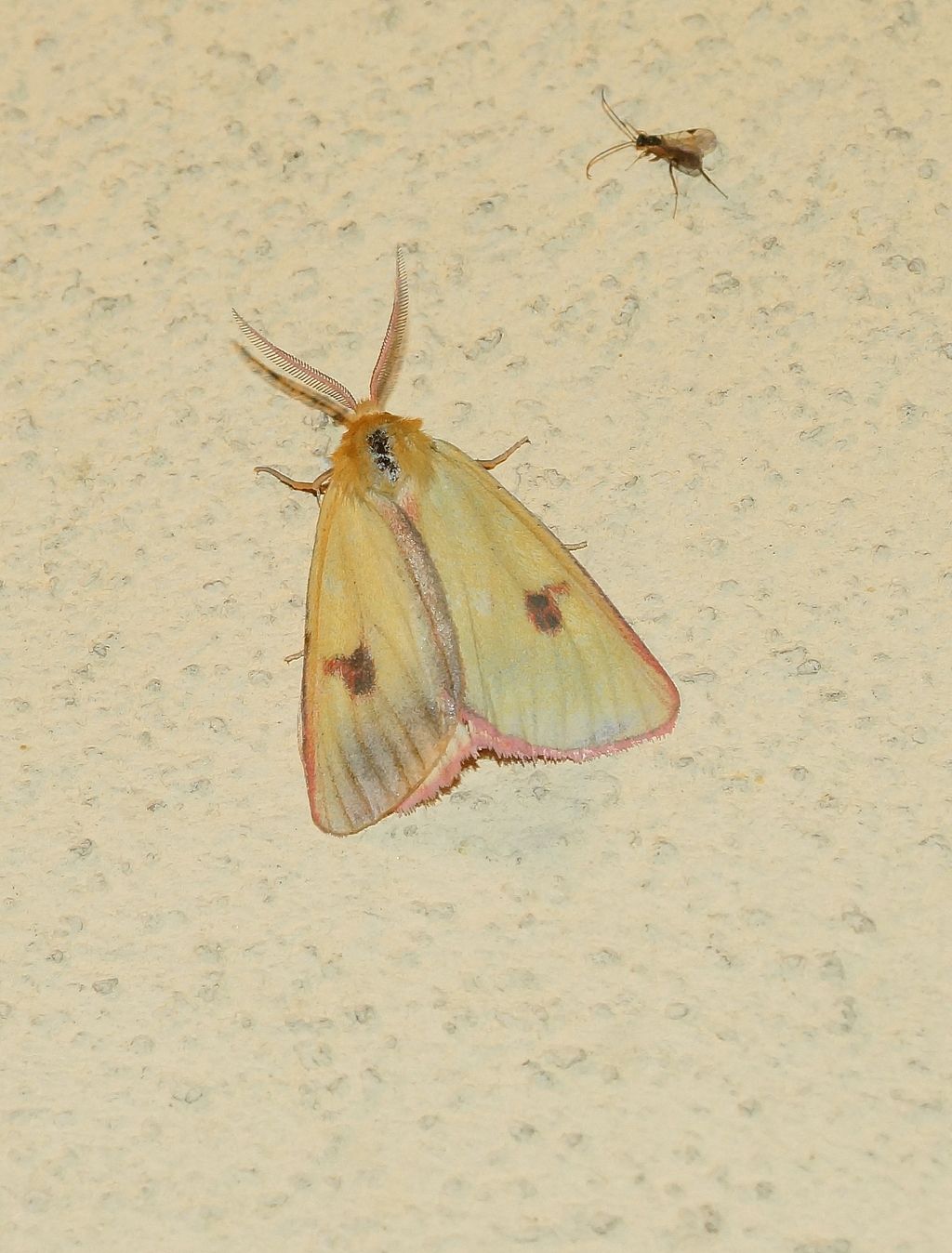 Diacrisia sannio (Erebidae Arctiinae)